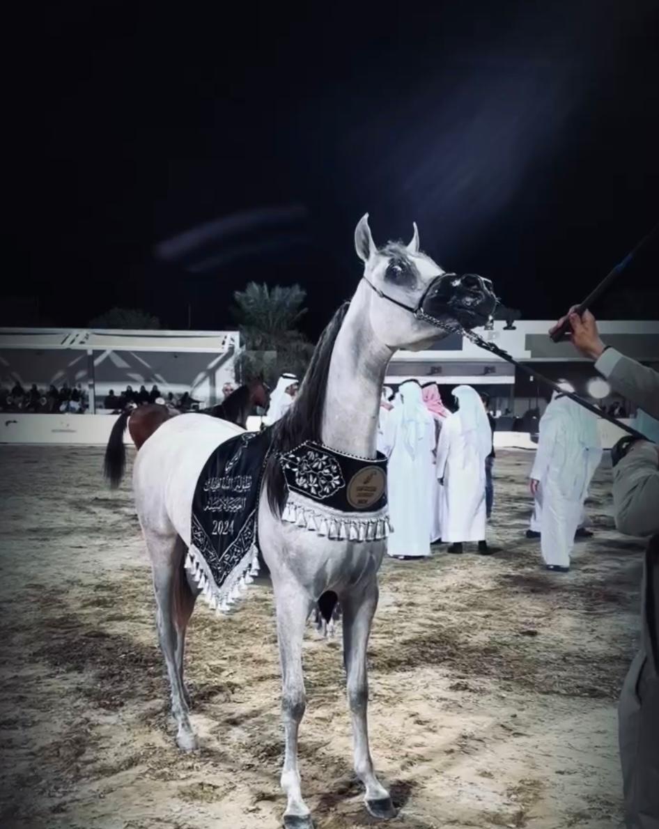 Al Maha Arabian Horse Show 2024